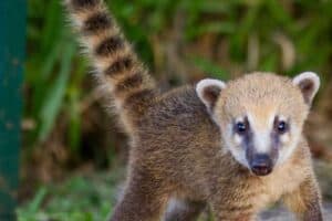 but after a brief workout and some running, the coati was safely contained.