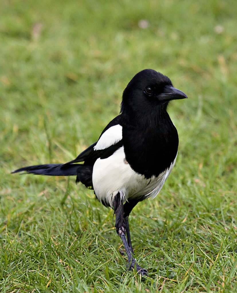 Four magpies – What does it mean?