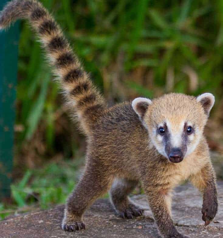 but after a brief workout and some running, the coati was safely contained.